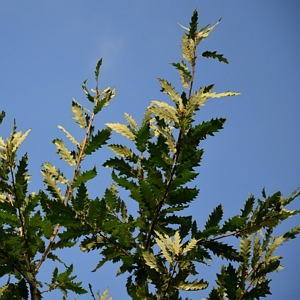 Chinkapin Oak Tree